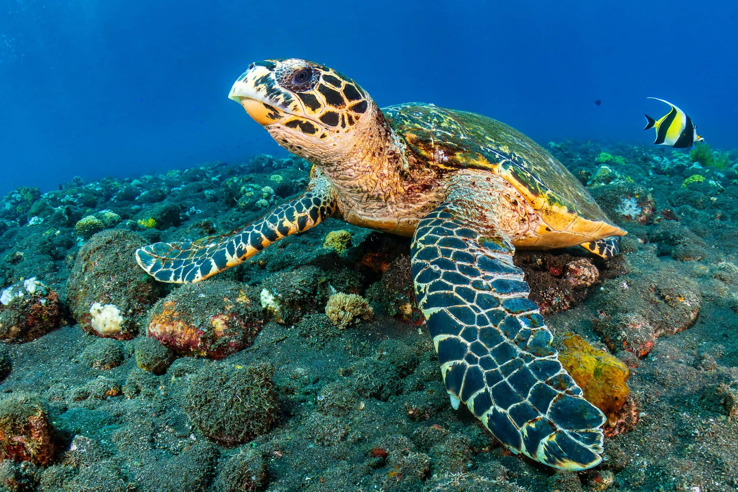 Eine Hawksbill-Schildkröte. Auch sie gehört in die Kategorie: Tiere vom Aussterben bedroht.