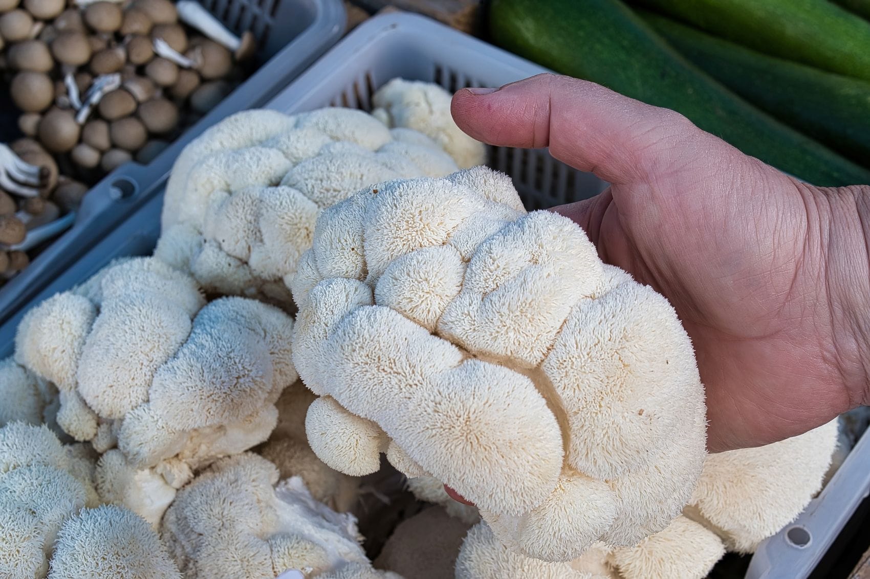 Igelstachelbart (Hericium erinaceus) auf Bauernmarkt 