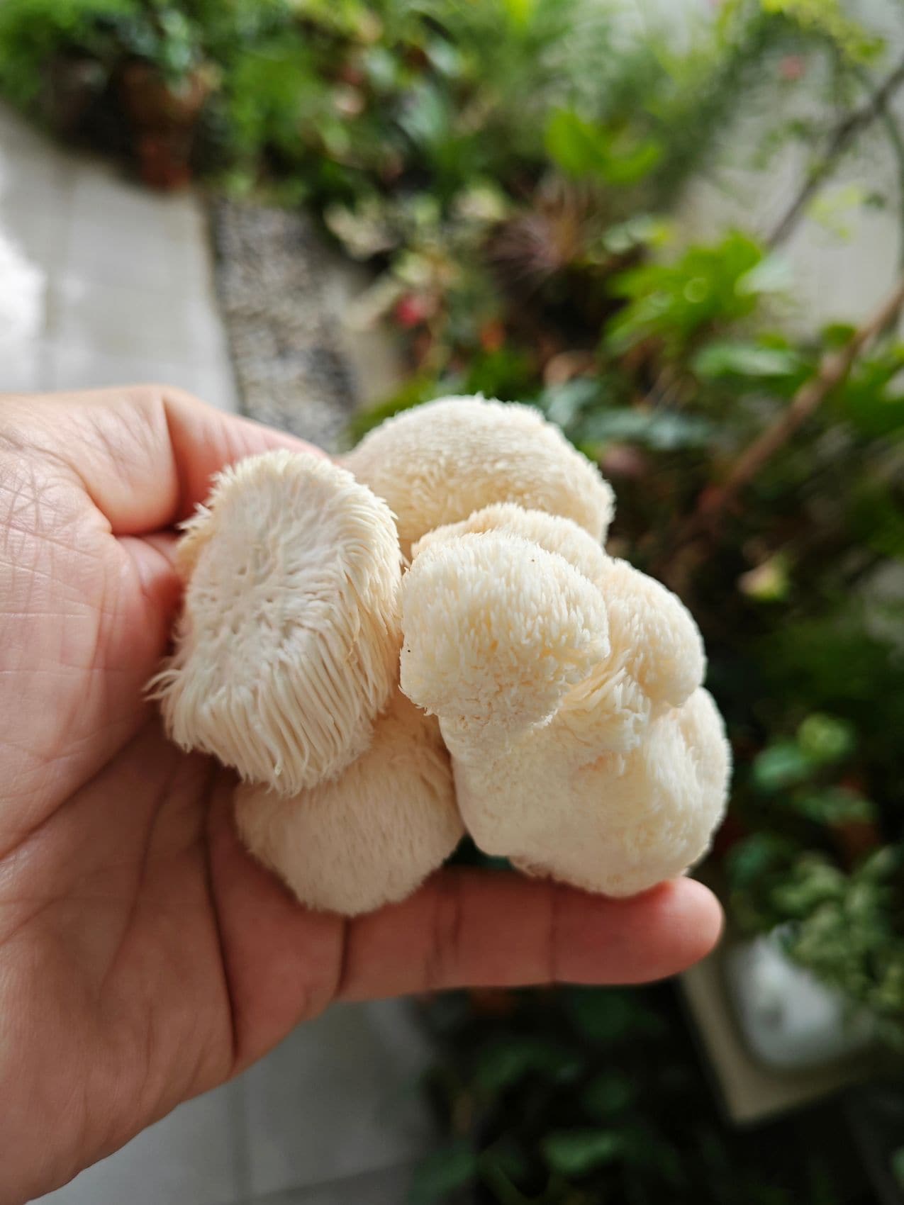 Nahaufnahme einer männlichen Hand, die Pilz Igelstachelbar hält 