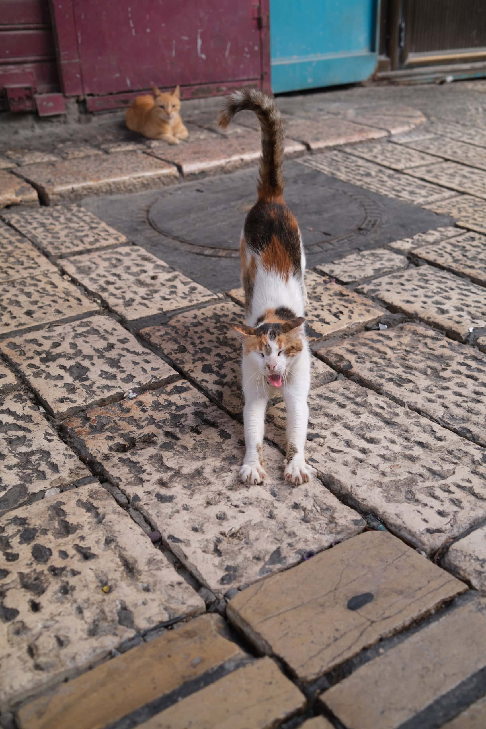 In Akko gähnt eine Katze.