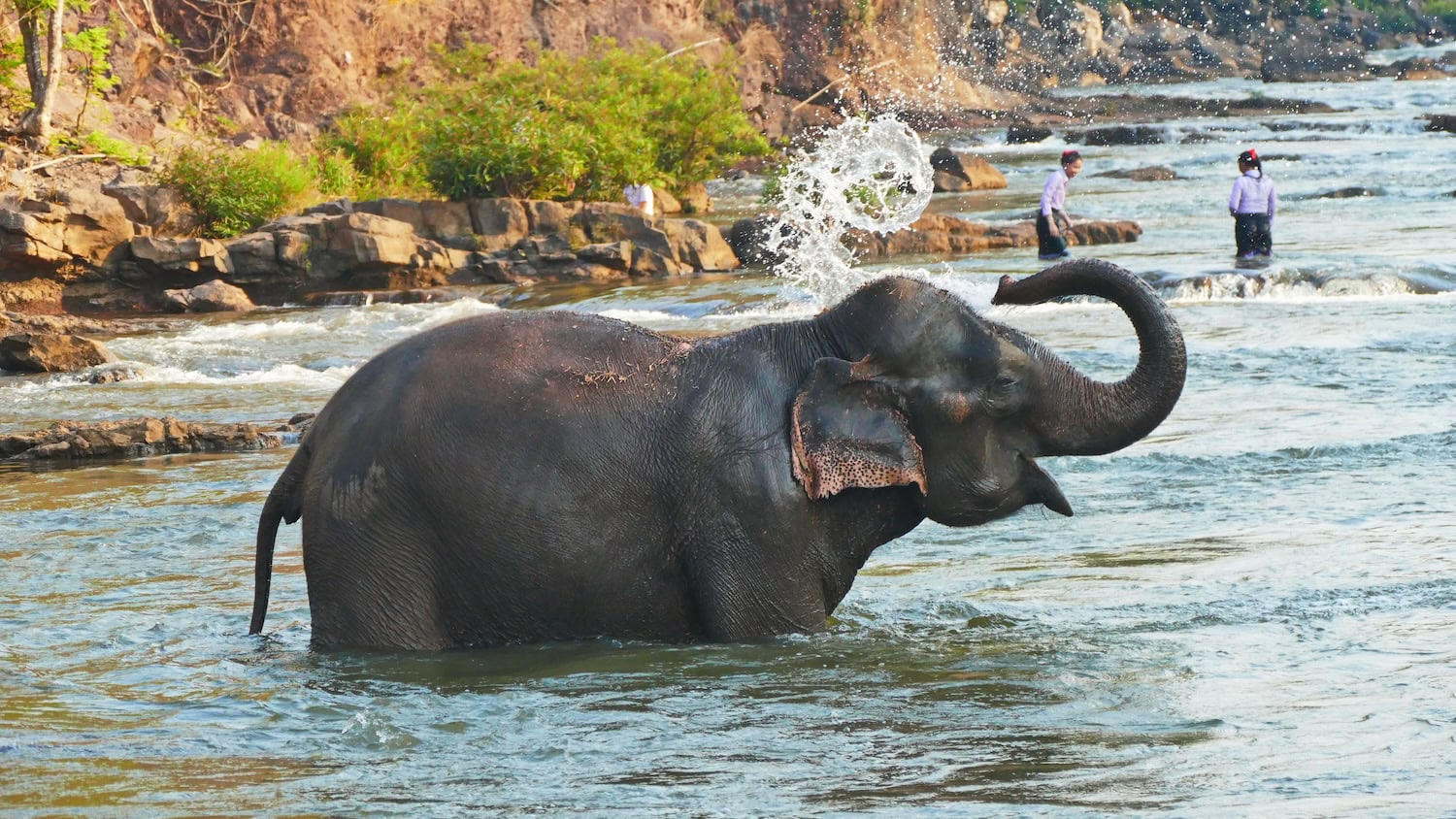 Elefant in einem Fluss in Laos