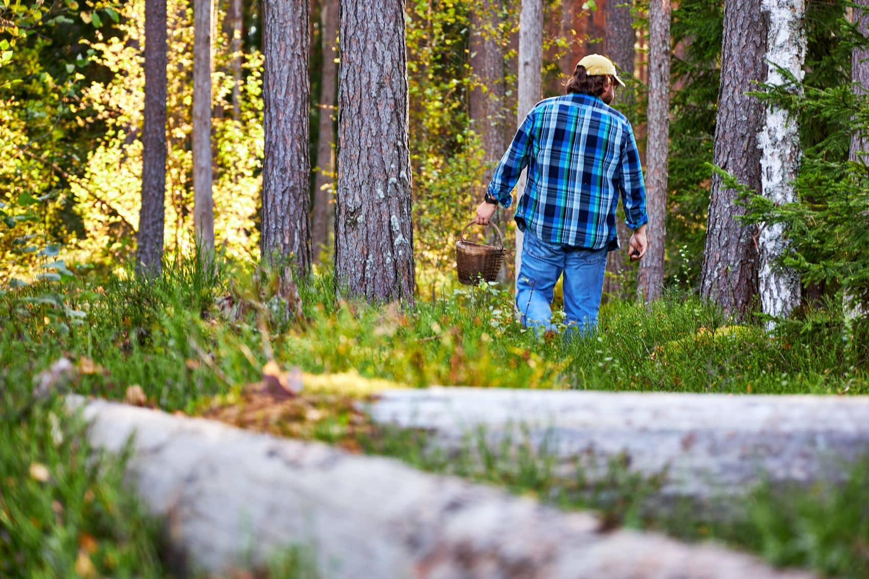 Mann mit Korb läuft im Wald auf der Suche nach Pilzen 