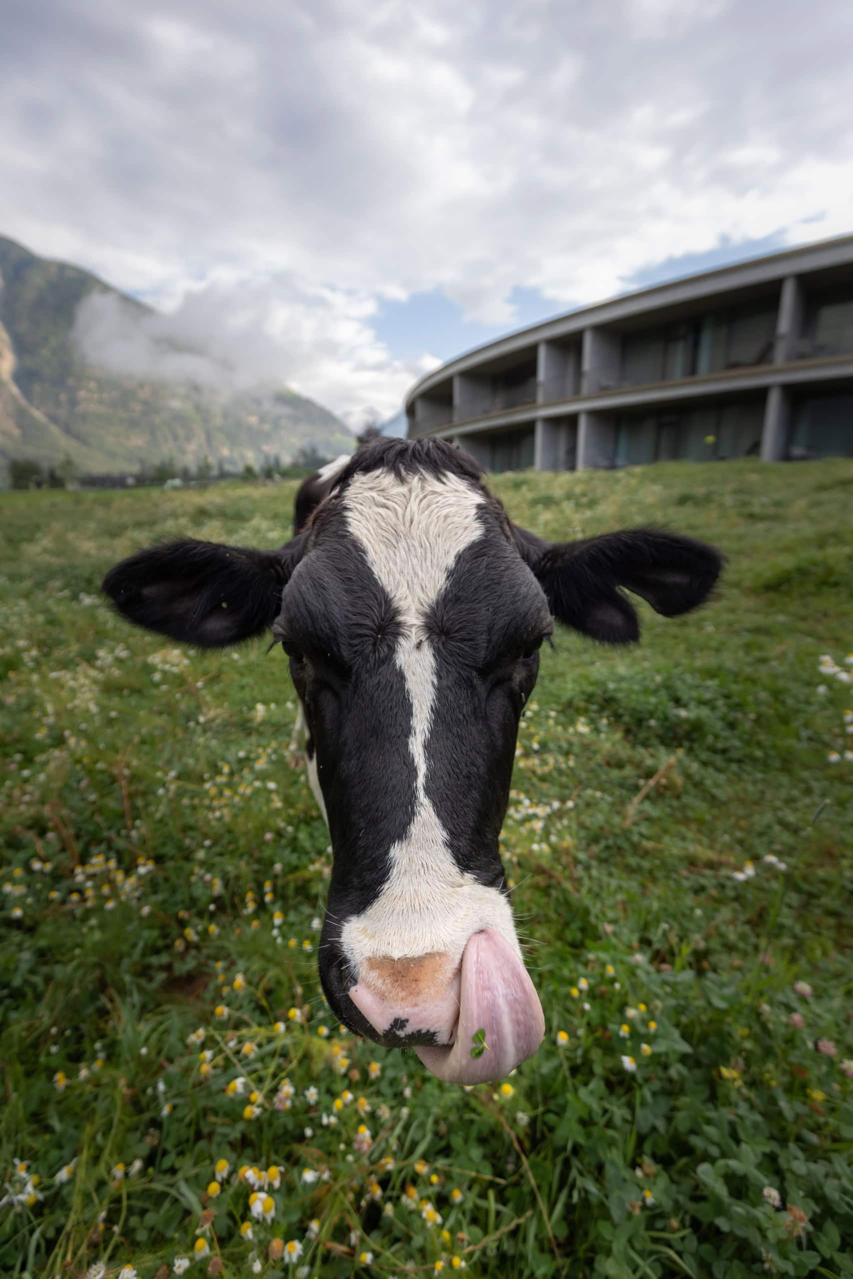 Eine Kuh steht vor dem Hotel Olm in Südtirol.