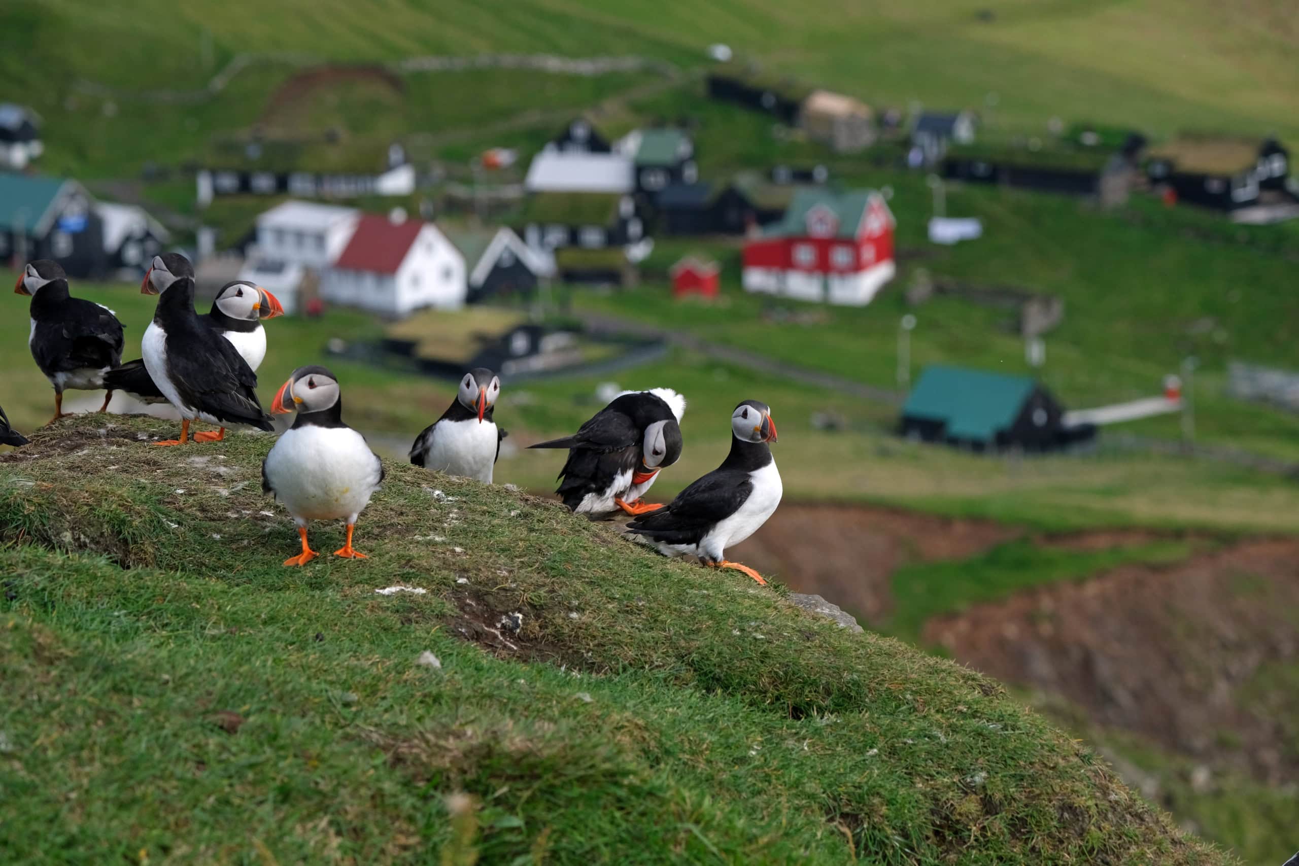 Papageientaucher auf der Insel Mykines.