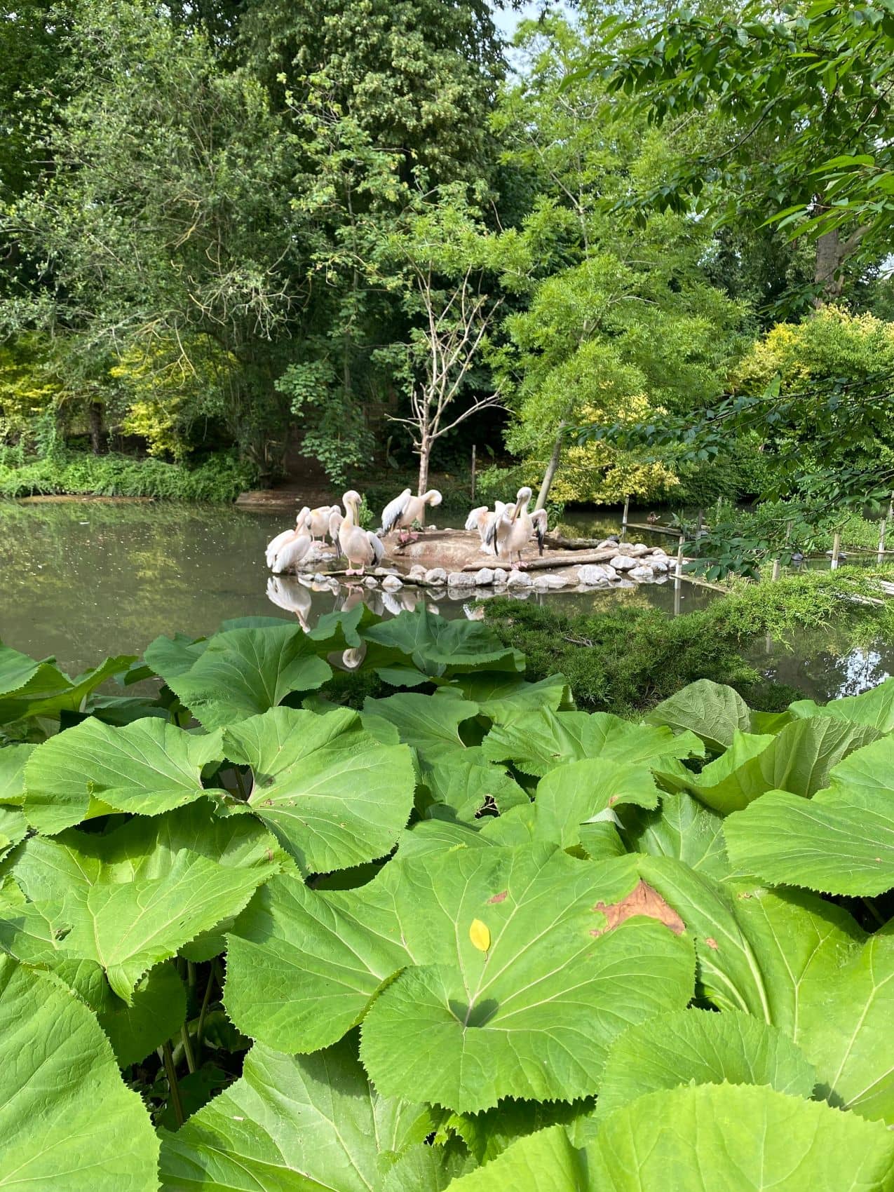 Pelikane im Teich in Zoo in Lille