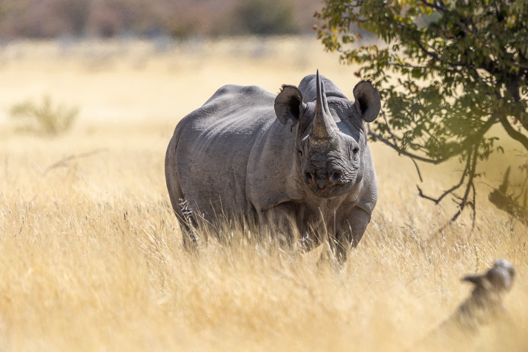 Ein Spitzmaulnashorn. Welche Tiere vom Aussterben bedroht sind, verrät die Rote Liste der IUCN.