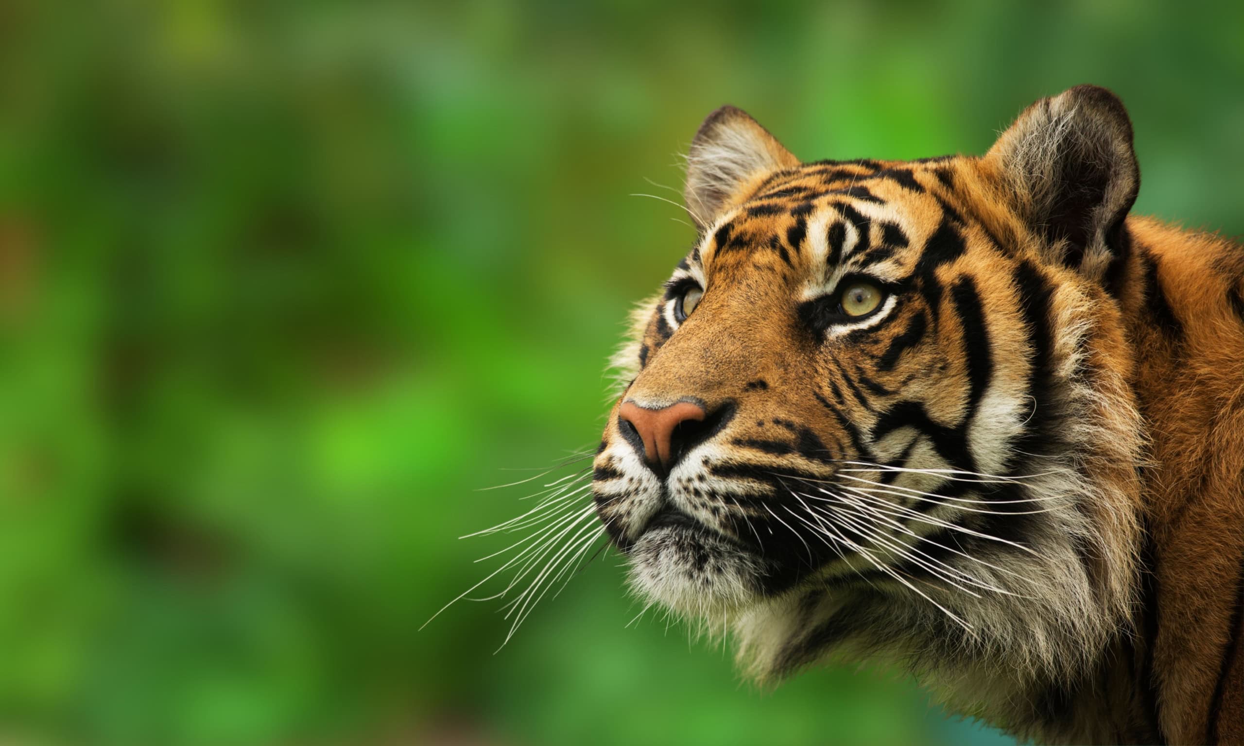 Ein Sumatra-Tiger.