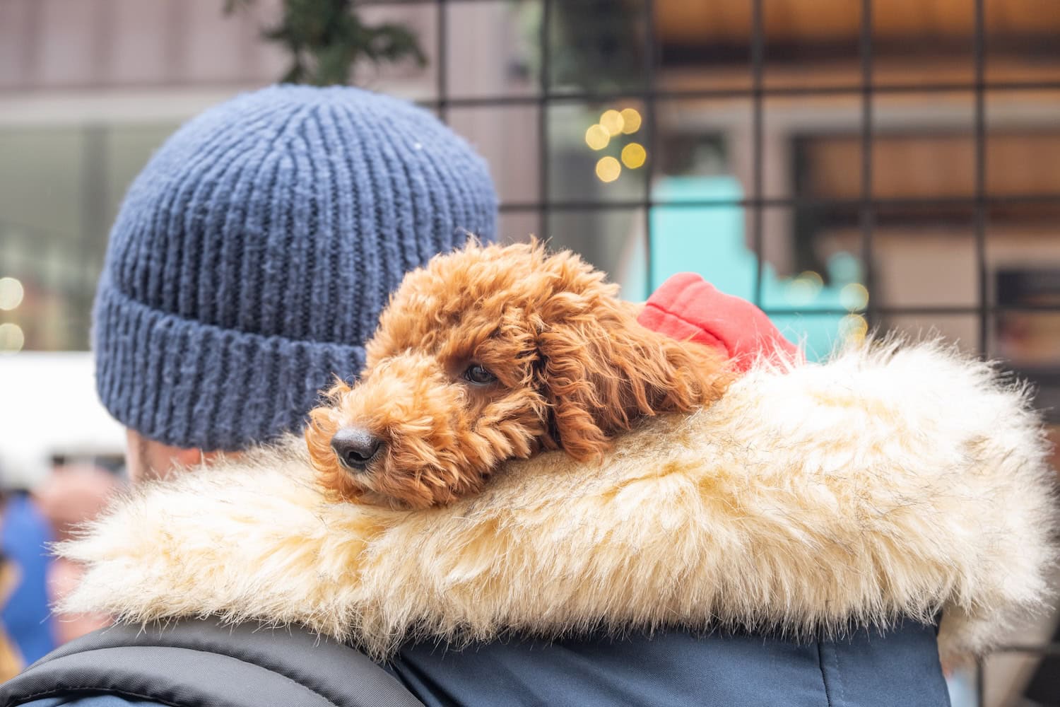 Hund auf dem Weihnachtsmarkt in Chicago