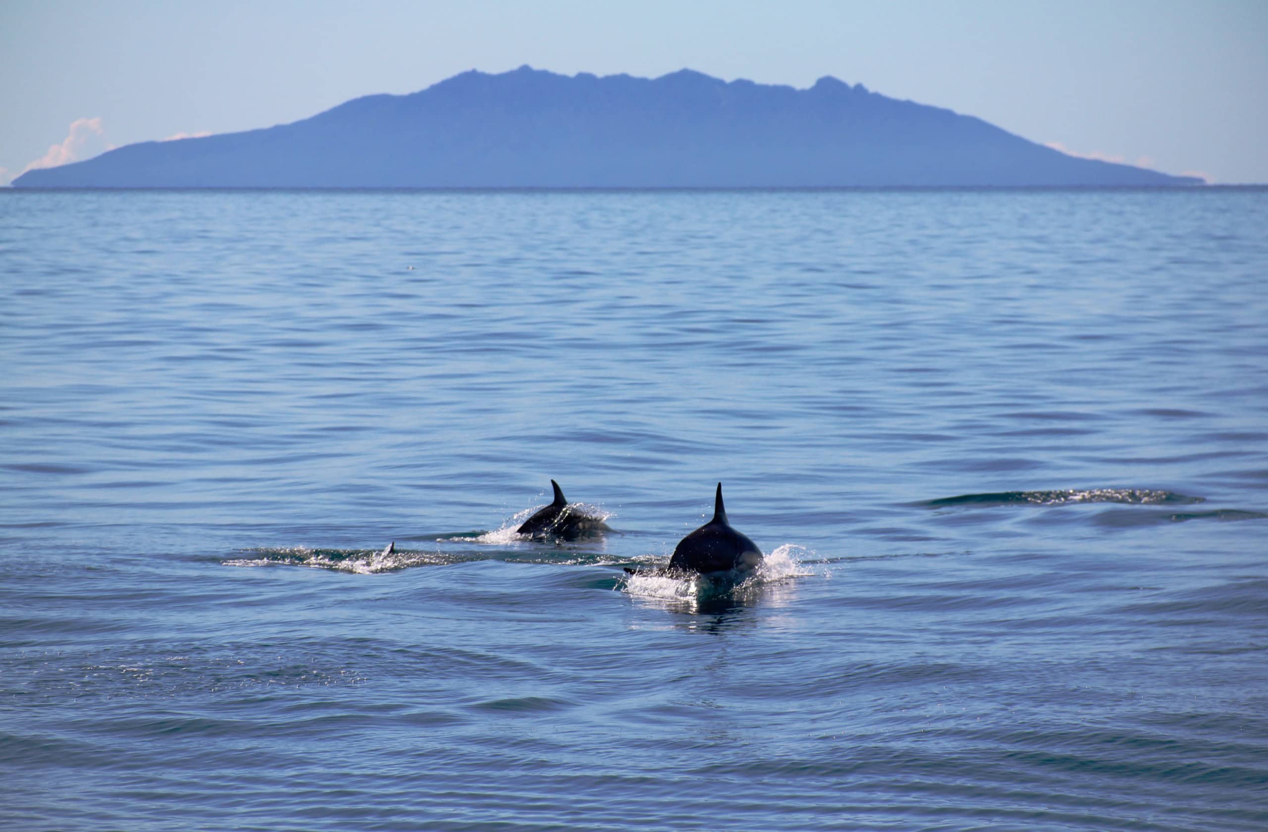 Delfine in der Region Auckland in Neuseeland.