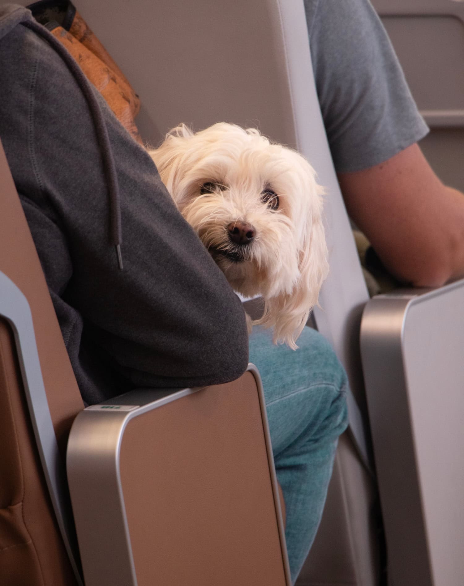 weißer Hund auf dem Schoss beim Flug