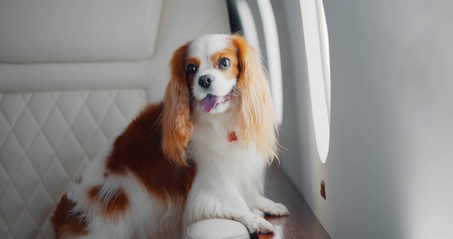 Hund in einem privaten Flugzeug