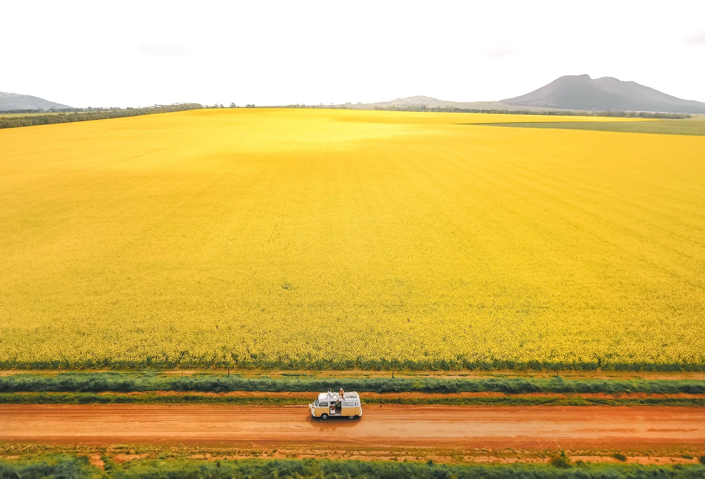 Rapsfelder auf der Eyre Peninsula in Südaustralien.
