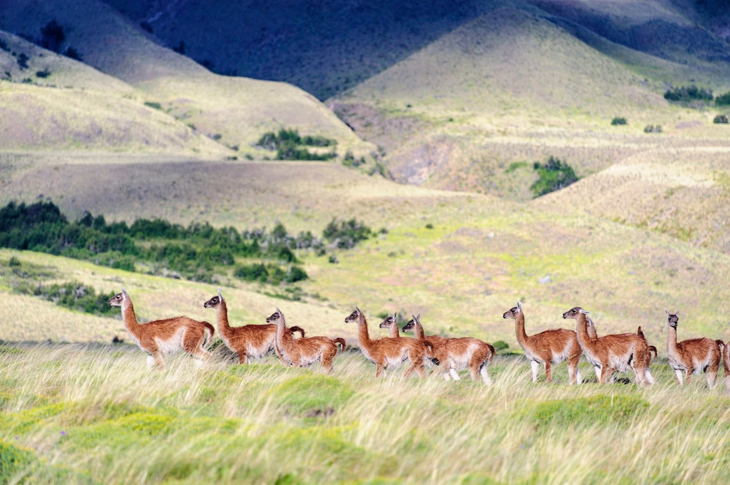 Herde Guanacos im Parque Nacional Patagonia in Chile
