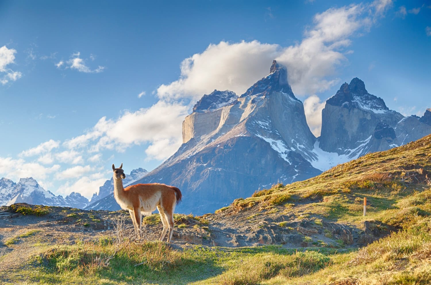 Guanaco vor dem Cuernos del Paine in Chile 