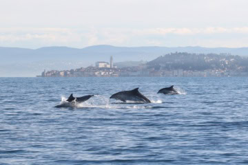 Delfine springen aus dem Meer vor der Küste Sloweniens vor Portoroz, im Hintergrund Berge und ein kleiner Ort mit einem hohen Kirchturm