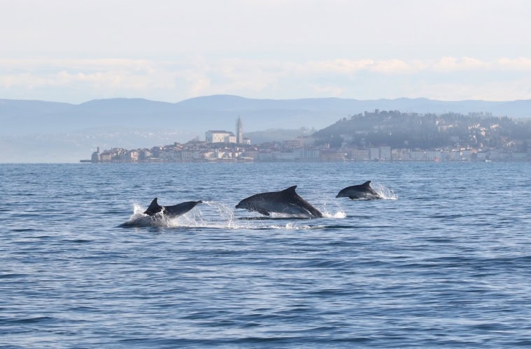 Delfine springen aus dem Meer vor der Küste Sloweniens vor Portoroz, im Hintergrund Berge und ein kleiner Ort mit einem hohen Kirchturm