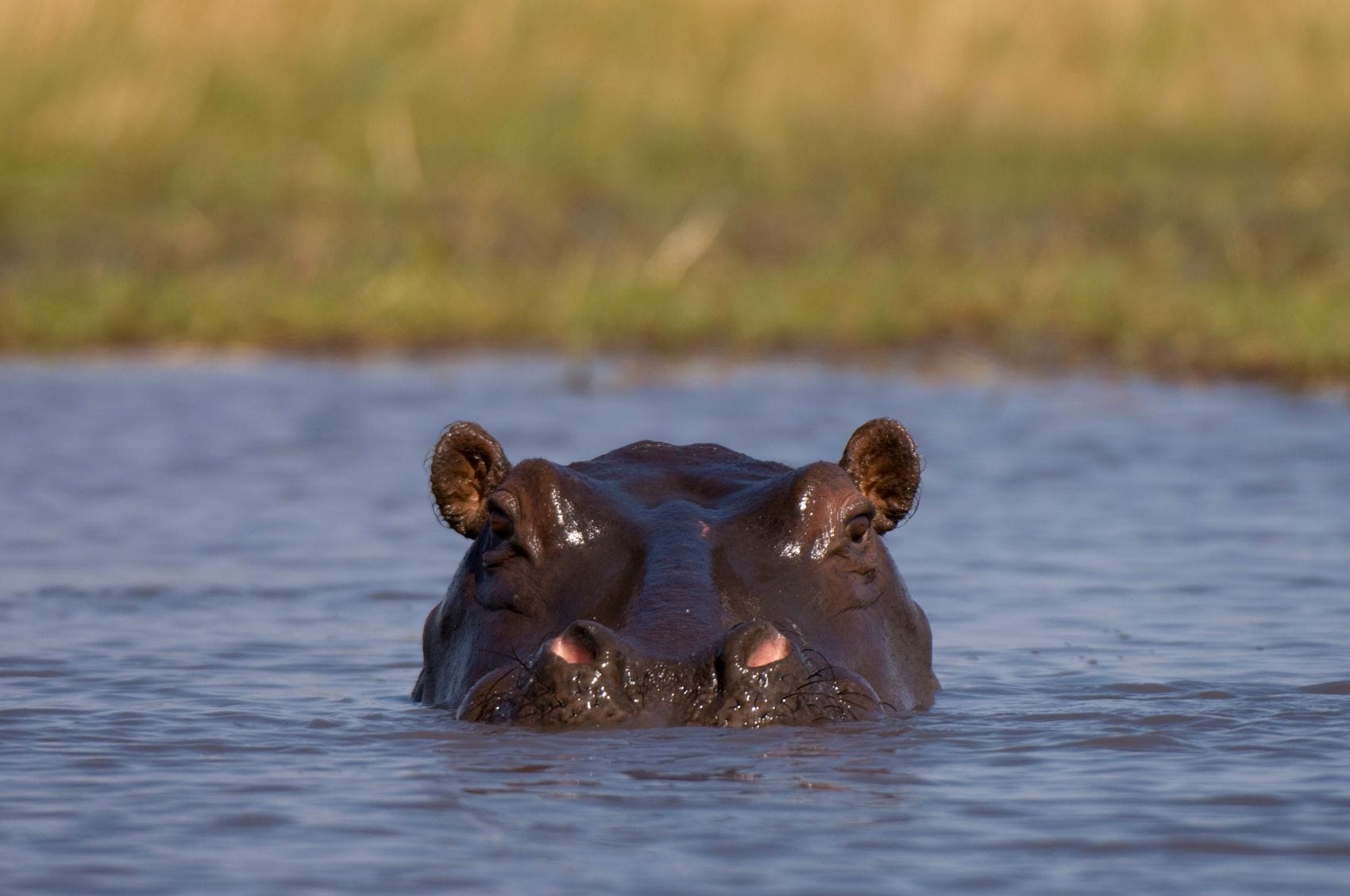 Flusspferd im Wasser in den Busanga-Ebenen des Kafue-Nationalparks in Sambia. Nur der Kopf mit Augen, Ohren und Nasenlöchern ragt aus dem Wasser.