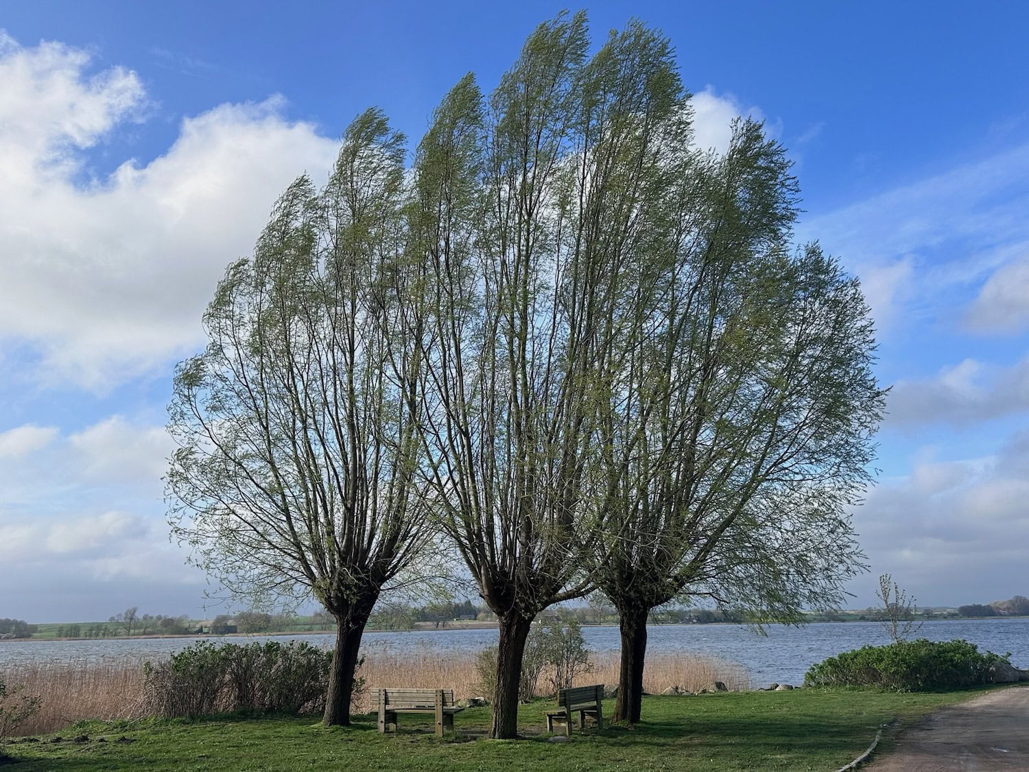 Bäume an der Schlei in Sieseby