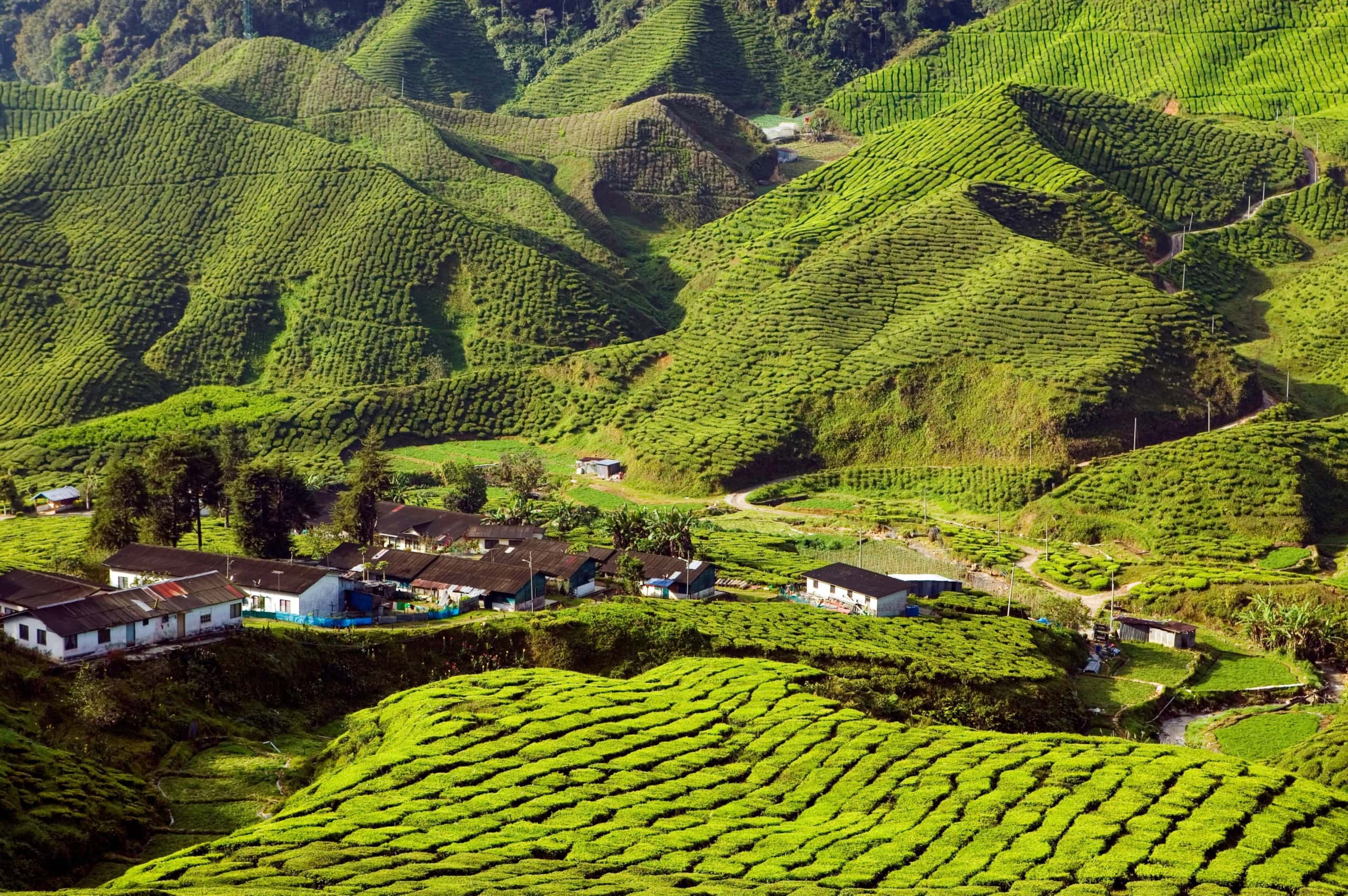 Cameron Highlands - Teeplantagen in Malaysia
