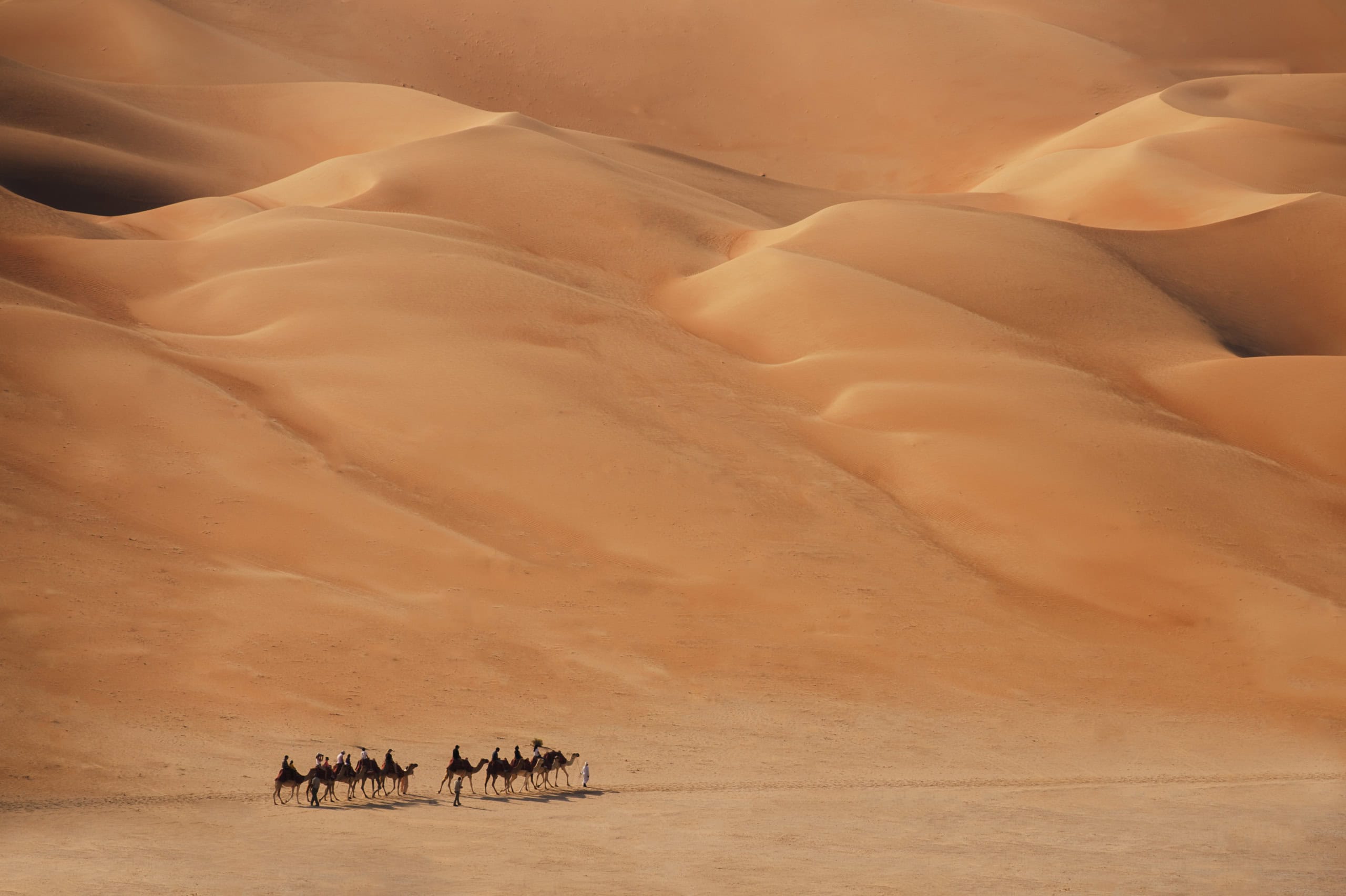 Wüste bei Abu Dhabi mit Kamelen