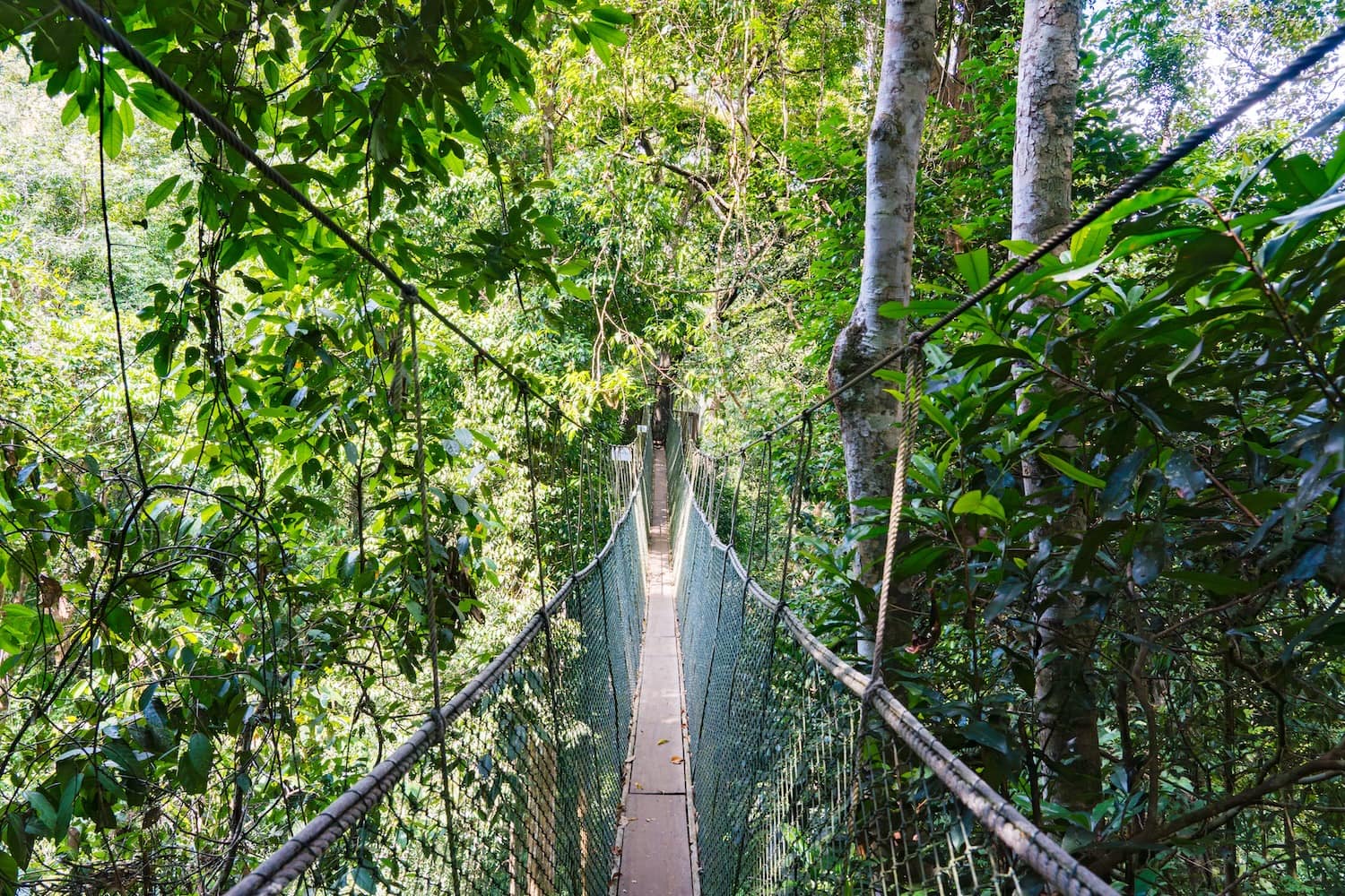 Hängebrücke in Malaysia