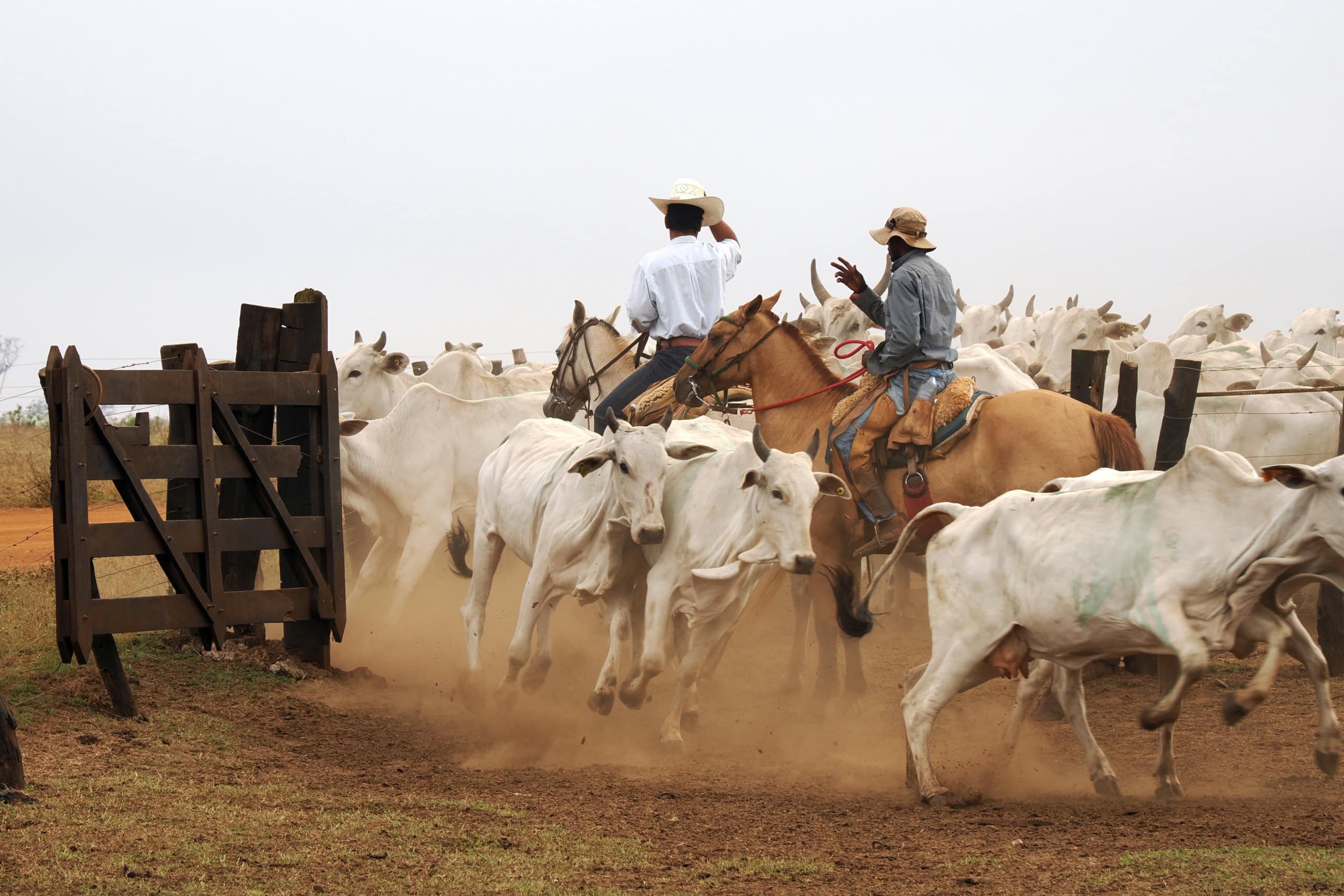 Cowboys in Angola.
