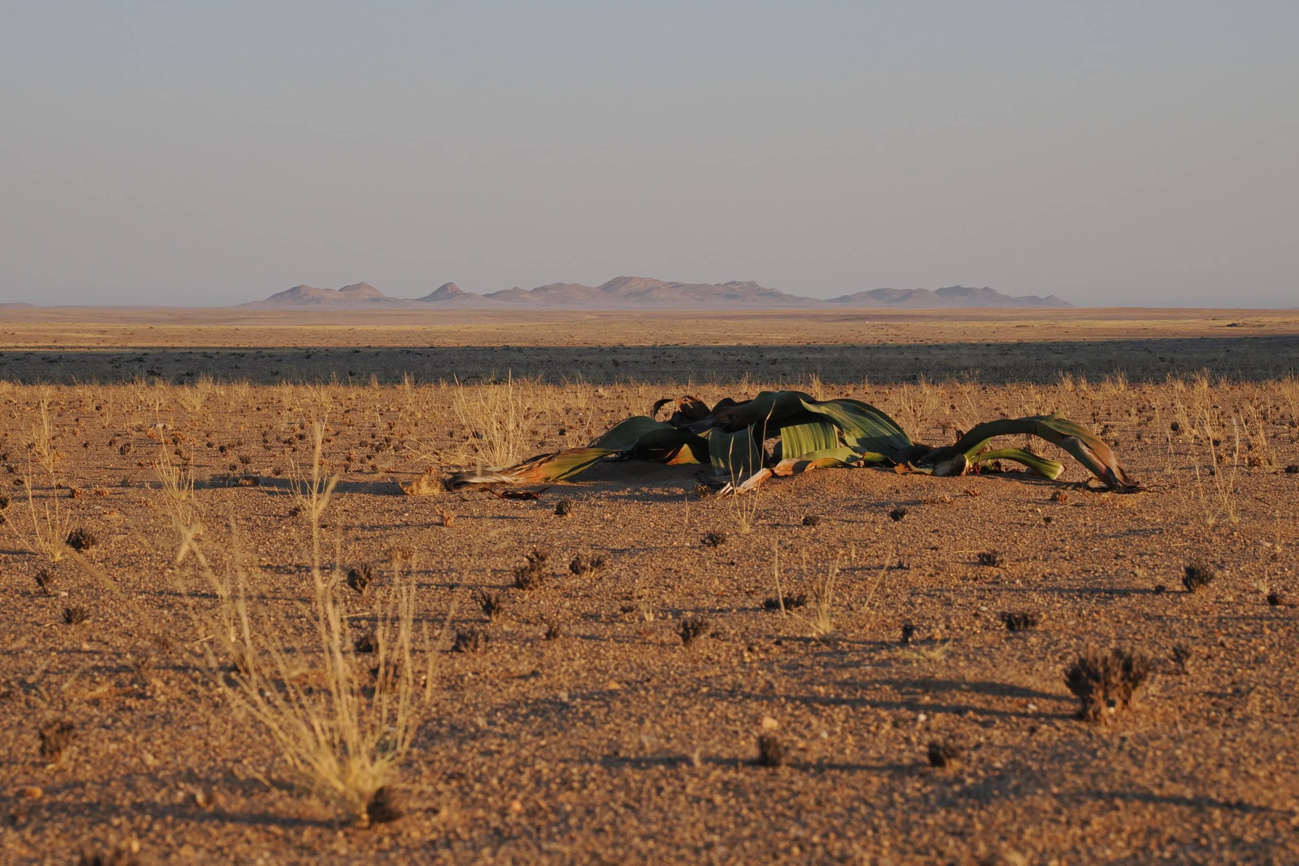 Blick vom Zeltplatz auf den Iona-Nationalpark – ein Highlight beim Urlaub in Angola.