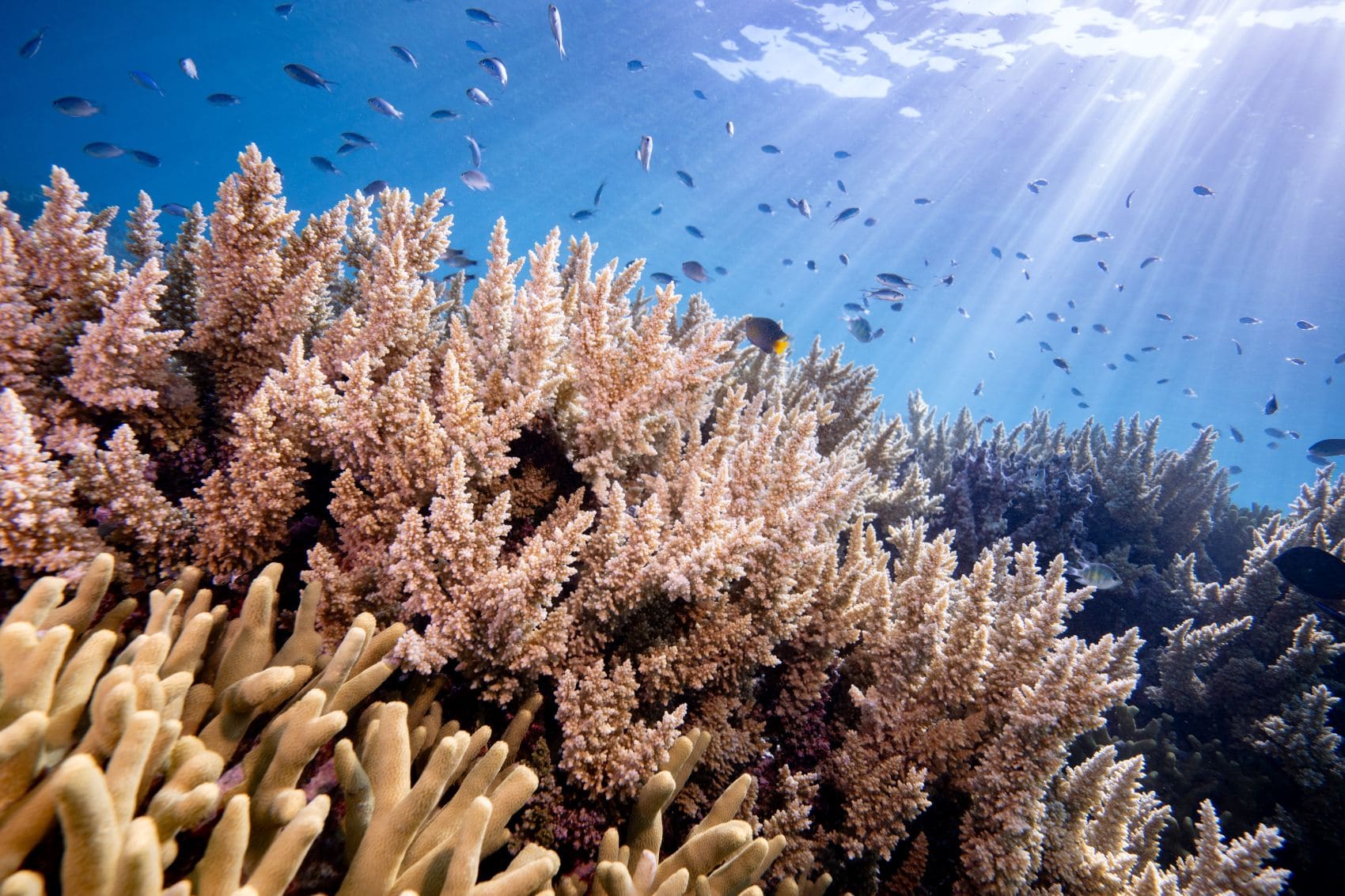 Korallenriffe vor Insel Niue in der Südsee 