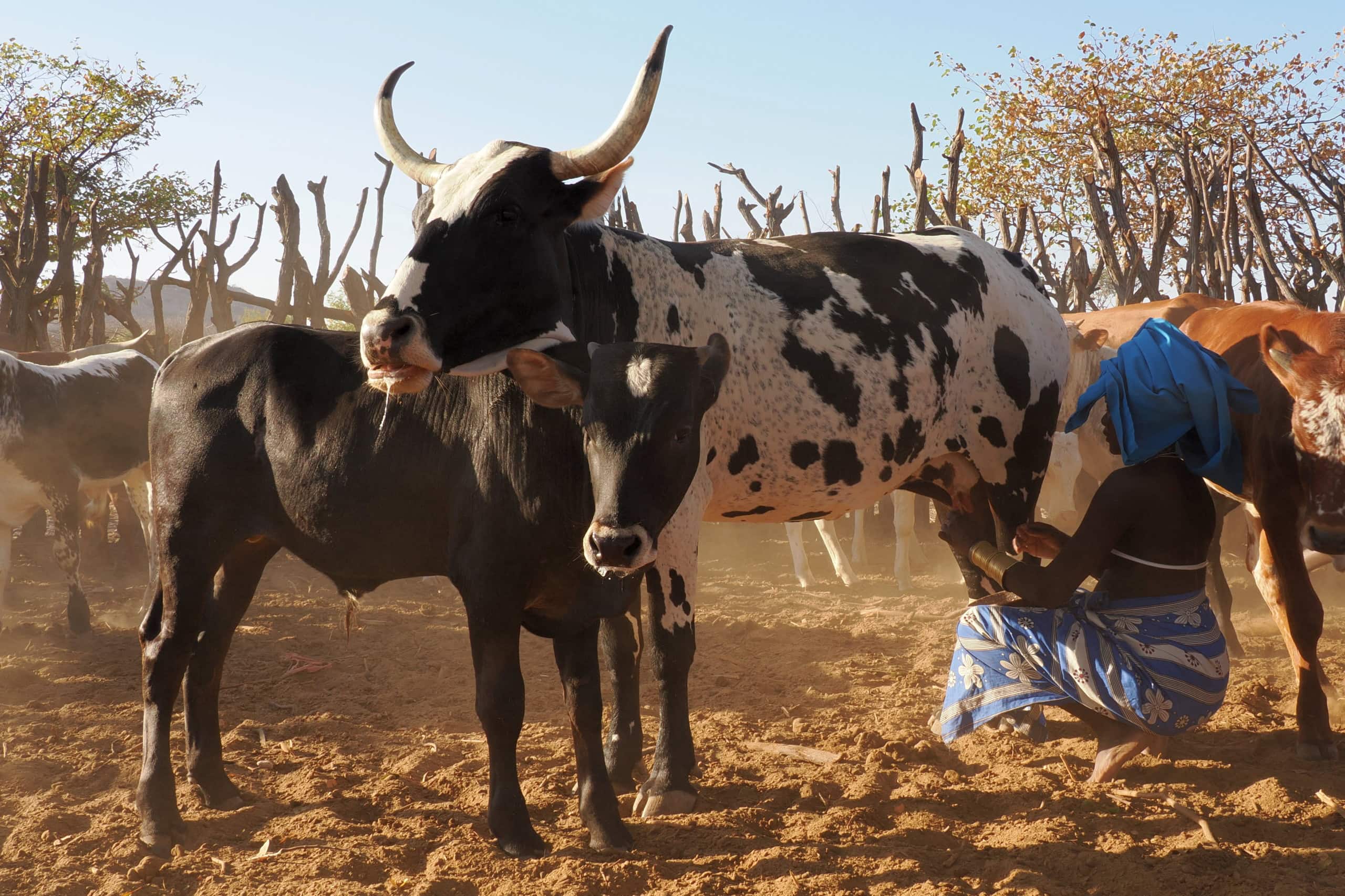 Eine Kuvale-Frau melkt eine Kuh.
