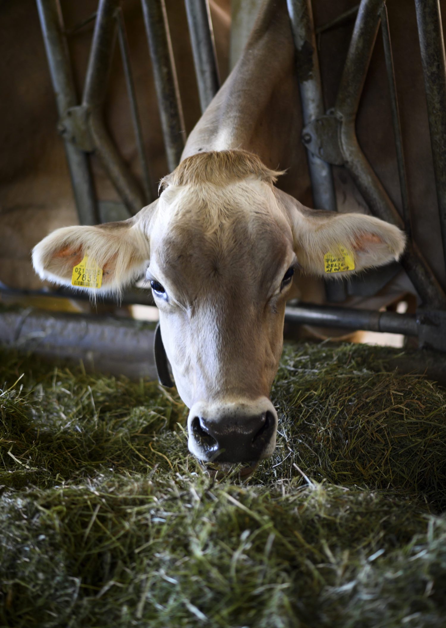 Kuh frisst Grass auf Hof in Südtirol