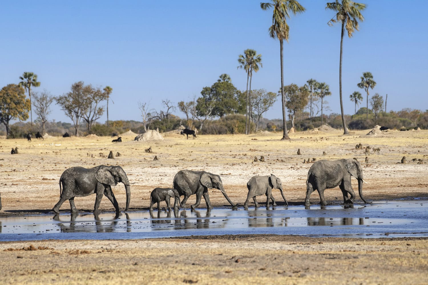 Elefanten an einem Wasserloch
