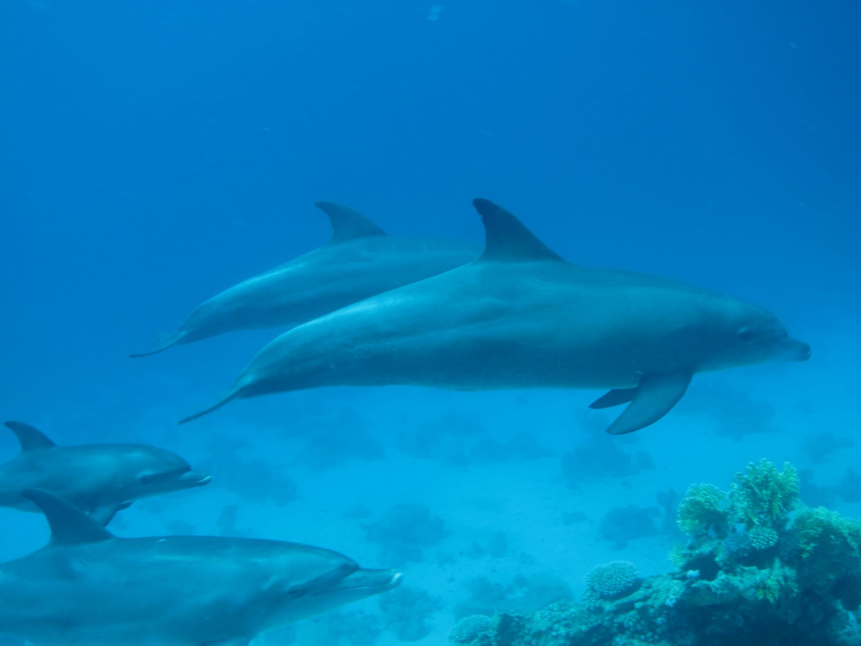 Delfine im Roten Meer bei El Gouna 
