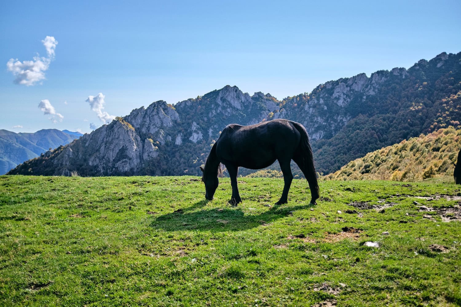 Pferd in den Bergen beim Luganer See