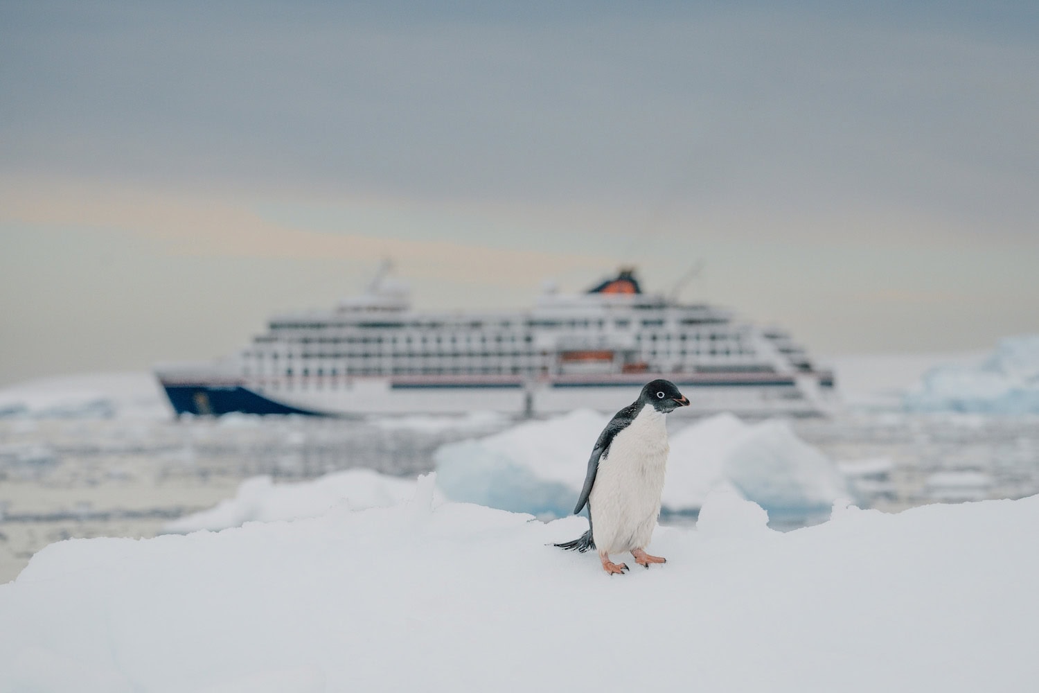 Pinguin auf einer Eisscholle vor der Luxus-Kreuzfahrt von Hapag Lloyd Cruises