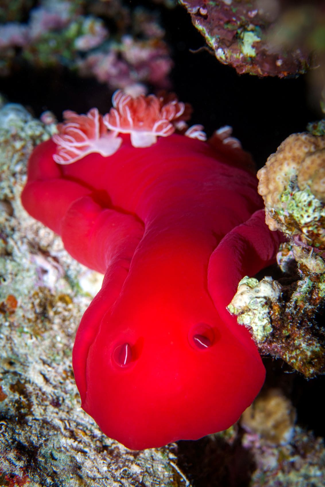 spanischer Tänzer (Hexabranchus sanguineus) im Roten Meer 