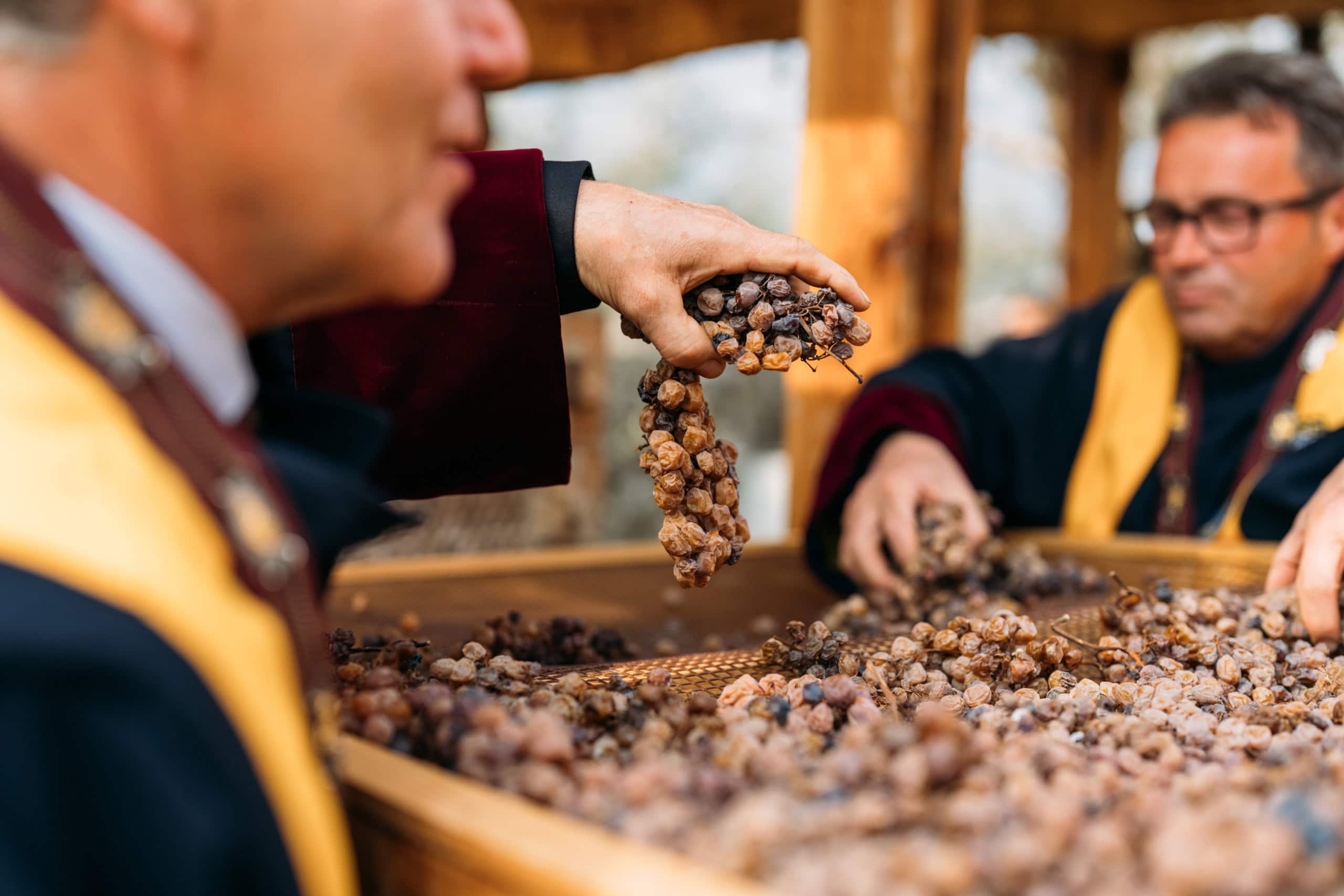 Weintrauben werden auf ein Holzgitter gelegt.