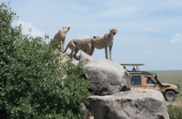 Geparden in der Serengeti in Tansania.