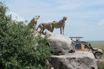 Geparden in der Serengeti in Tansania.