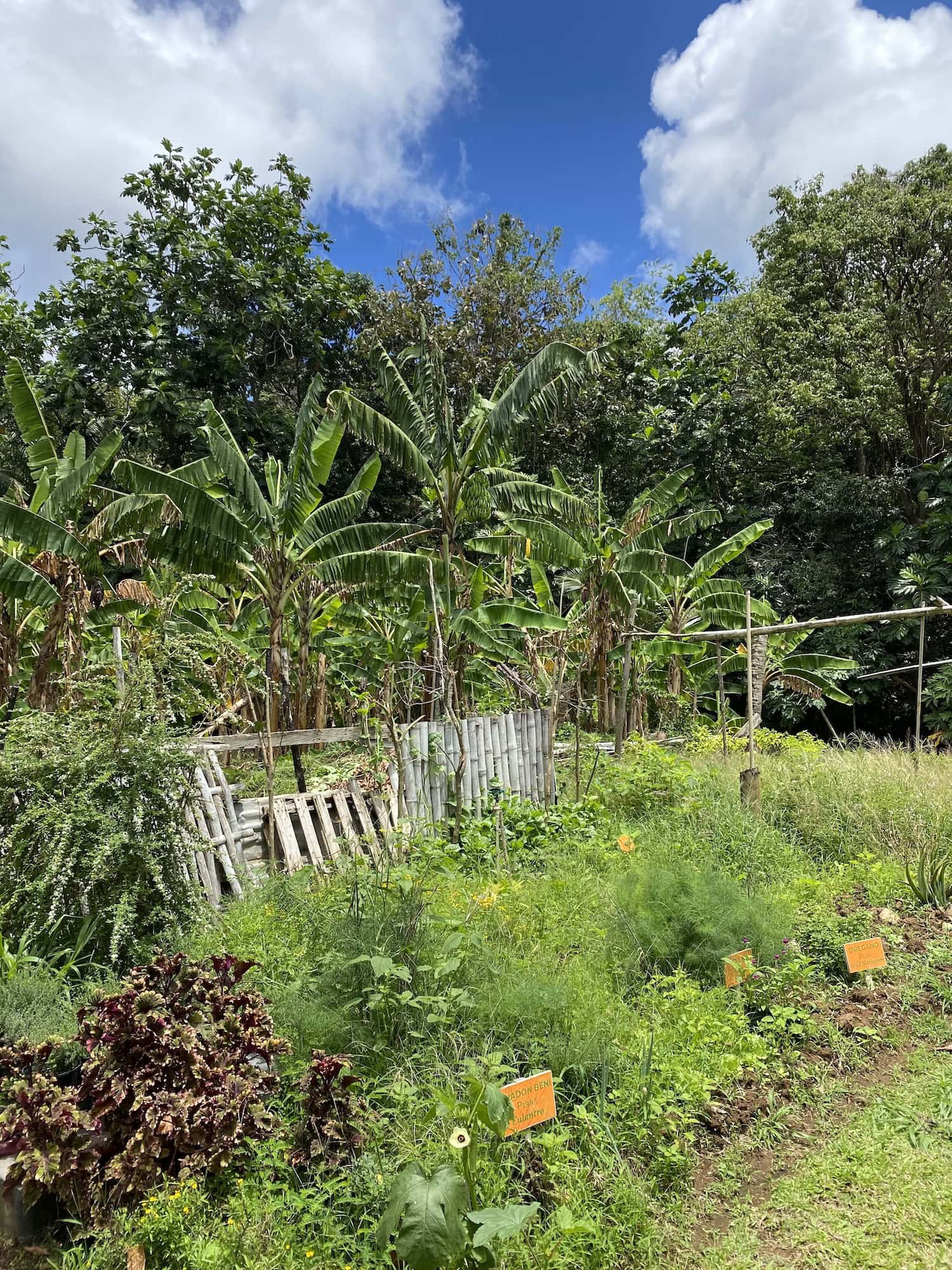 Grüne Farm auf Saint Lucia