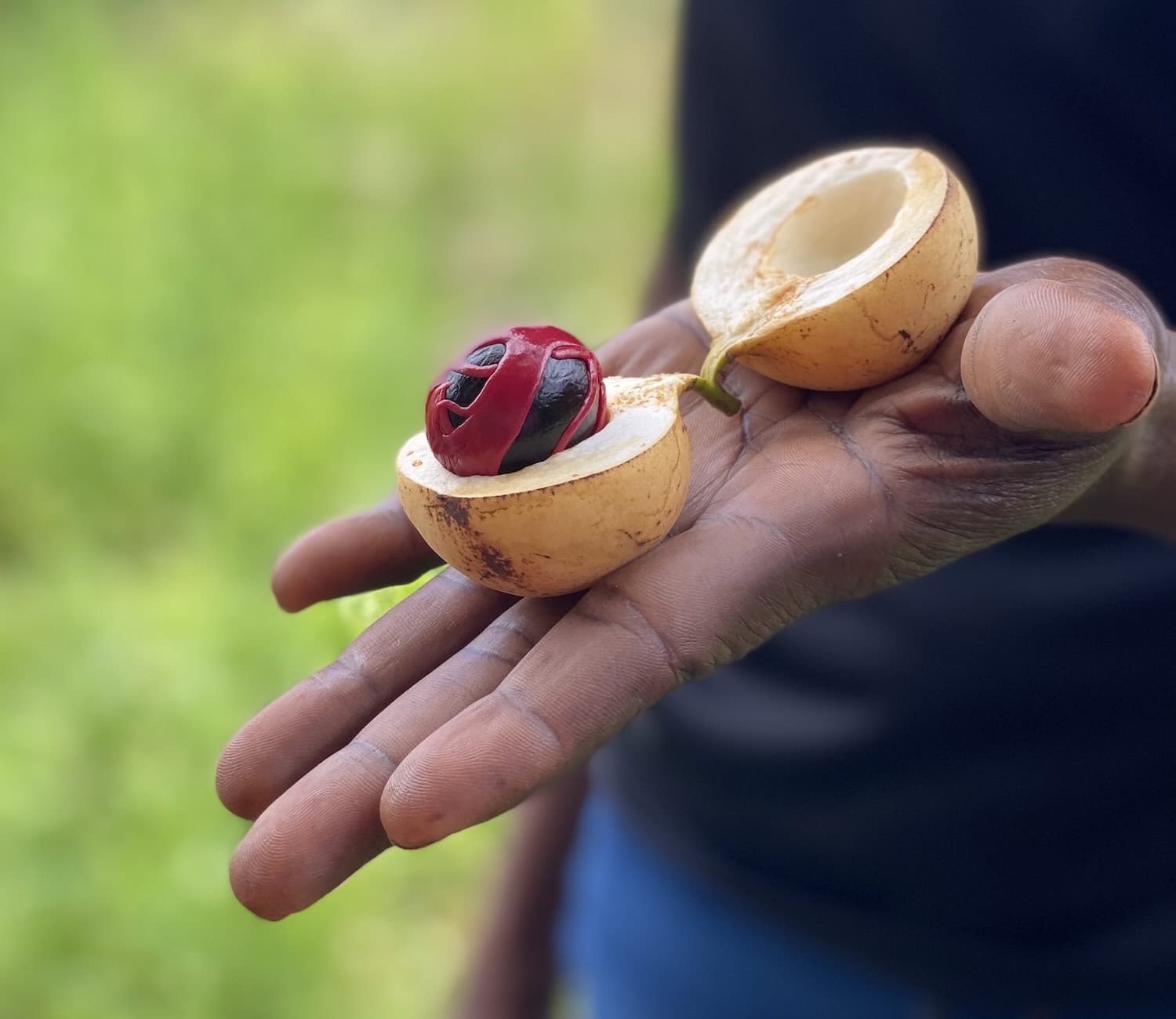 Muskatnuss frisch vom Baum