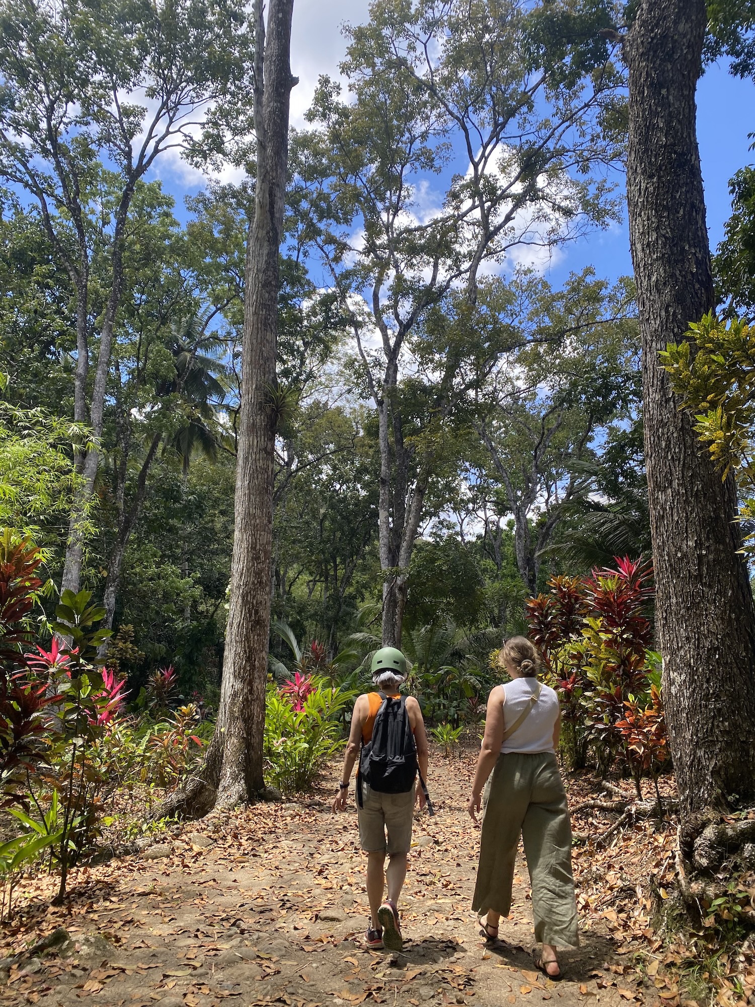 wunderschöner Wald auf Saint Lucia