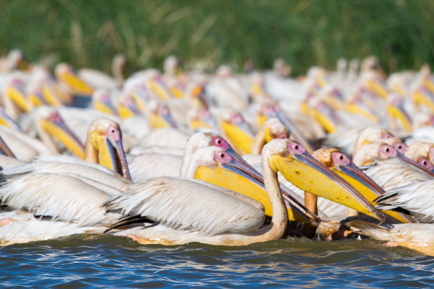 Pelikane im Nationalpark Djoudj in Senegal