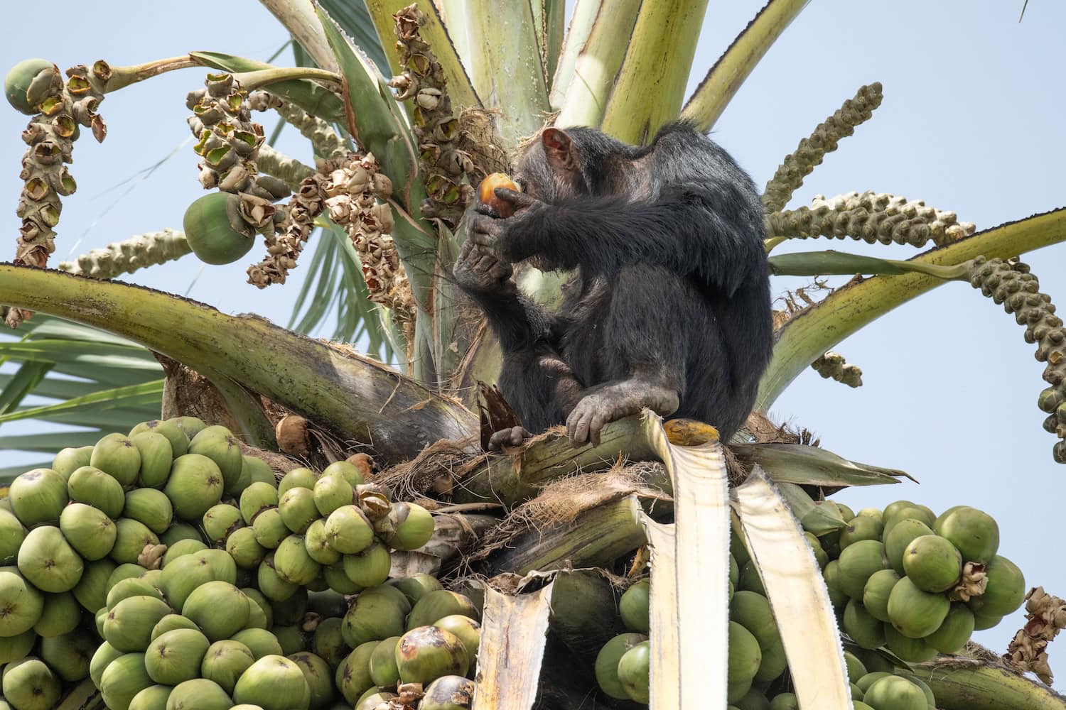 Schimpansen auf einer Palme auf einer Insel im Gambia-Fluss