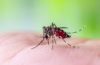 Dengue-Fieber auf den Malediven: Aedes aegypti Mücke auf menschlicher Haut