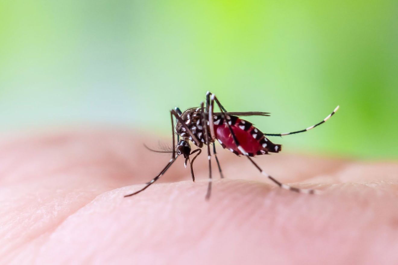 Dengue-Fieber auf den Malediven: Aedes aegypti Mücke auf menschlicher Haut