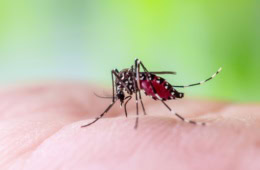 Dengue-Fieber auf den Malediven: Aedes aegypti Mücke auf menschlicher Haut