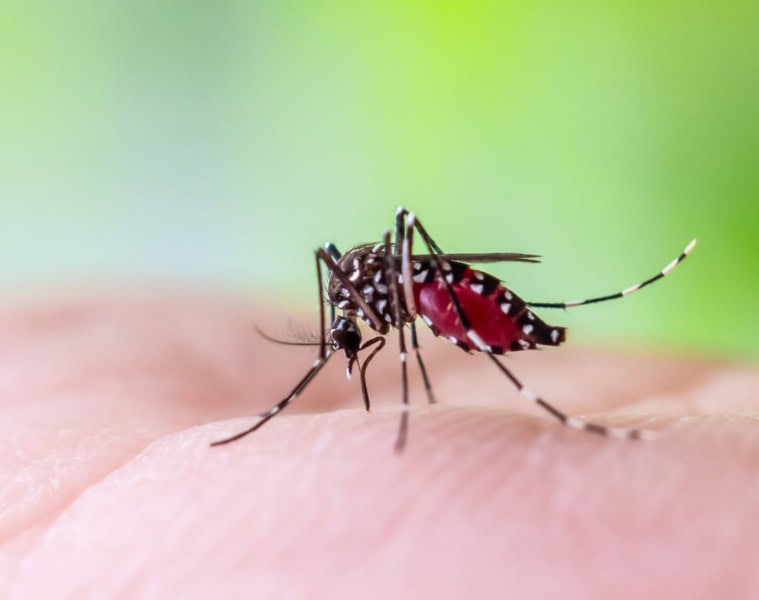 Dengue-Fieber auf den Malediven: Aedes aegypti Mücke auf menschlicher Haut