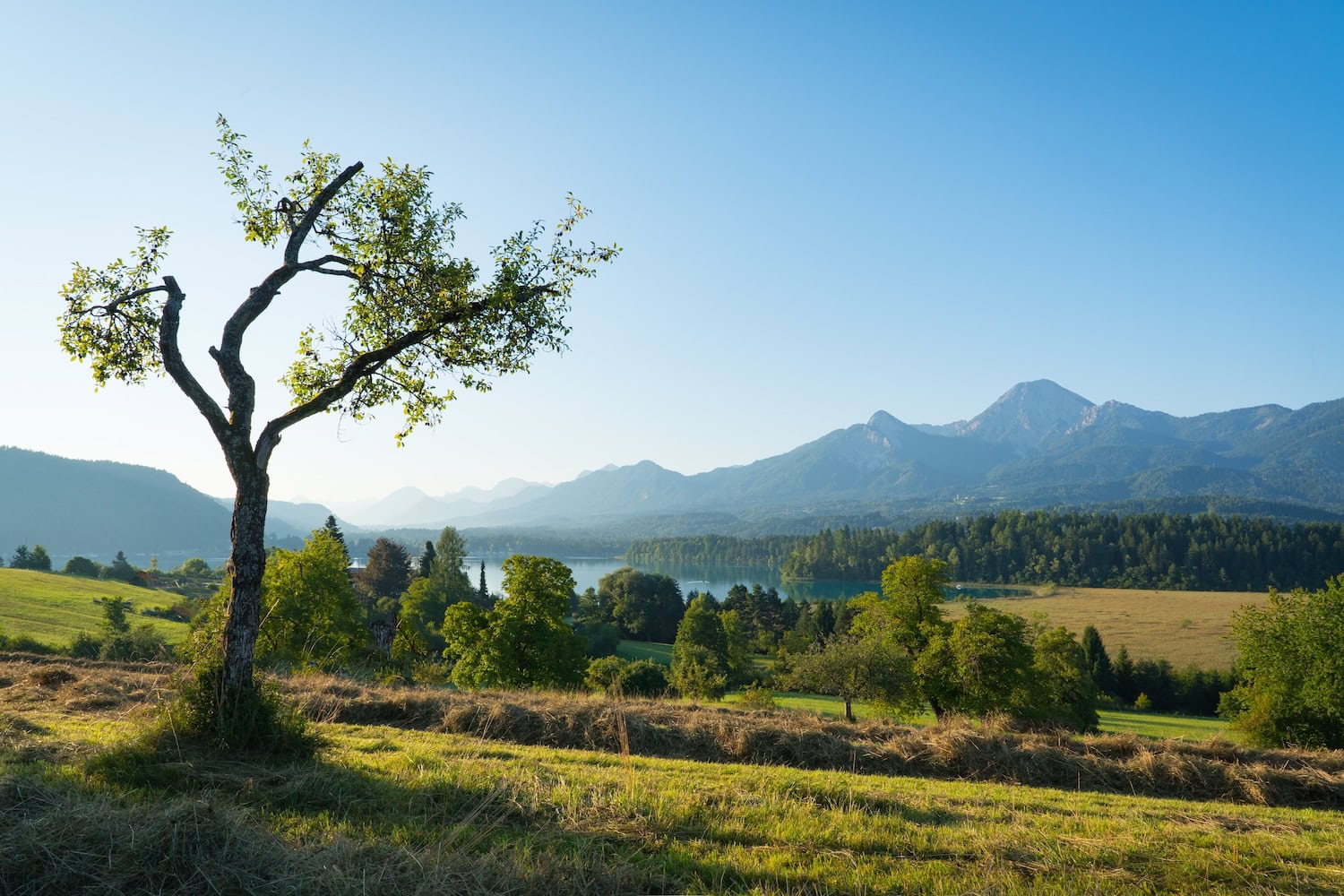 Panorama des Faaker Sees in Kärnten in Österreich im Sommer. Im Vordergrund ein Baum, Wiesen und Wälder, dahinter der See vor hohen Bergen.