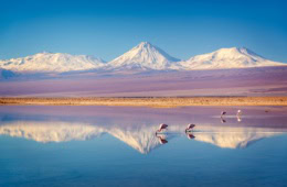 Einige Flamingos stehen in einem flachen See in der Atacama-Wüste. Am Horizont ragen die schneebedeckten Gipfel der Anden auf. Das Ufer des Sees liegt horizontal in der Mitte des Bilds, sodass die Berge sich mittig im See spiegeln.