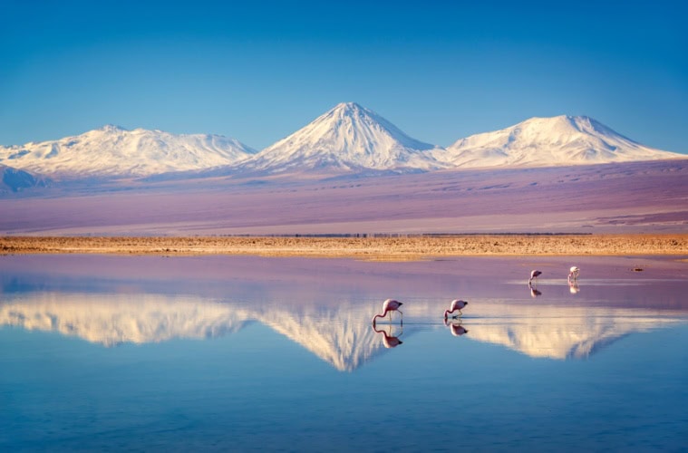 Einige Flamingos stehen in einem flachen See in der Atacama-Wüste. Am Horizont ragen die schneebedeckten Gipfel der Anden auf. Das Ufer des Sees liegt horizontal in der Mitte des Bilds, sodass die Berge sich mittig im See spiegeln.